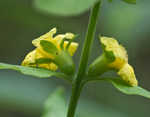 Mullein foxglove